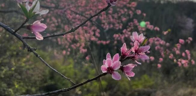 花開的句子唯美