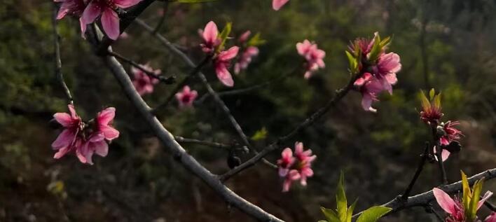 花開的句子唯美