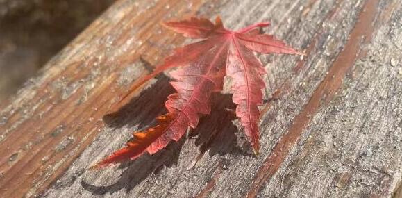 郁金香有毒嗎適合室內養嗎