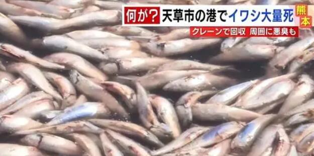 日本北海道海岸現大量沙丁魚尸體