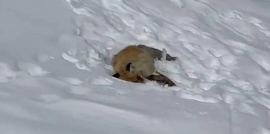 網紅狐貍死在雪地里